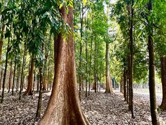-中国科学院西双版纳热带植物园