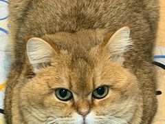 -满记甜品(静安大悦城店)