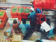 iphone_upload_pic-上海多利农业发展有限公司