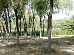 -大兴滨河森林公园