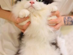 -momokira米努特·德文卷毛猫·棉花面纱犬