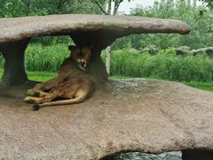 -北京野生动物园