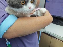 -宠颐生宠物医院·异宠猫科内科·诊疗中心宠巢店