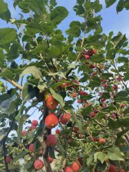 -颐和宾馆宴会厅