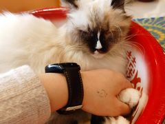 -平行世界·猫咖(首经贸店)