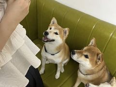 -是阿柴呀！柴犬咖啡·爱喵喵猫咖