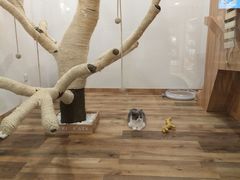-袖虎·猫馆(体育西路店)
