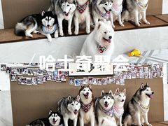 -星多哈·狗咖·拼豆·咖啡