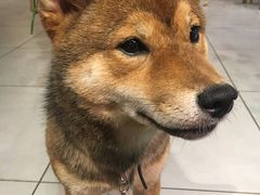 -柴务处·柴犬主题狗咖