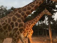 -清迈夜间动物园