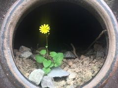-远山有窑
