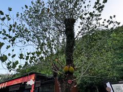 -广州白江湖森林公园