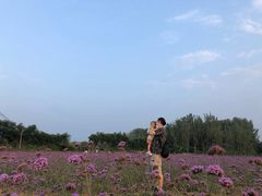 -北京东方普罗旺斯薰衣草庄园