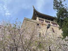 -武汉大学-樱园