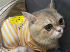 -宠爱国际动物医院· 猫科· 外科·中兽医(长白店)