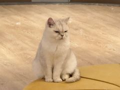 -1013 PET SHOP精品宠物商店(丁香店)