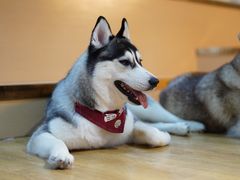 -Husky Go! 哈士奇体验馆·宠物咖啡厅狗咖
