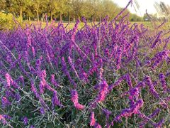 -汉长安城未央宫国家考古遗址公园