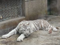 -西安秦岭野生动物园