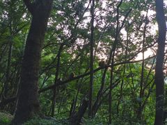 -黔灵山公园