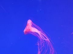 -芜湖新华联大白鲸海洋公园