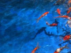 -辛玛王国游乐园