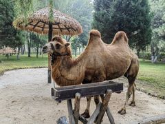 -北京野生动物园