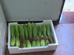 -南汇新场正宗水蜜桃采摘