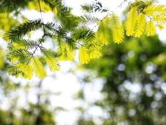 -桤木河湿地公园