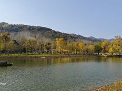 -千年银杏谷文化旅游区