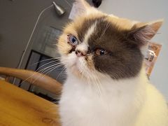 -平行世界·猫咖(首经贸店)