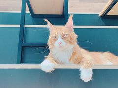 -瞄一喵猫咖(格力海岸店)