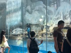 -帝企鹅自助餐厅•儿童岛•真企鹅(长隆企鹅酒店)