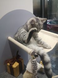 -飞梵造型