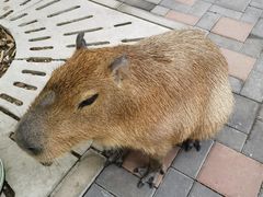 -北京野生动物园