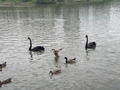 -五缘湾湿地公园