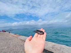 -三亚西岛海洋文化旅游区