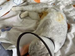 -爱侣宠医·鹦鹉专科·小型哺乳类·异宠专科(灵石路店)