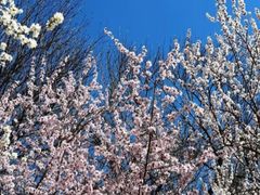 -桃花堤公园