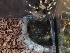 -萌宠奇缘