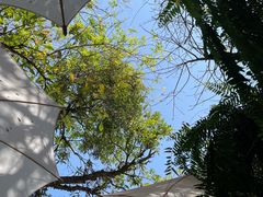 -Fern Forest Cafe