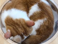 -飞行喵MR PILOT|猫舍·猫咖(静安大融城店)