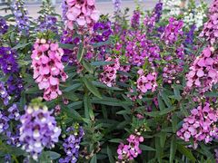 -大连老虎滩海洋公园