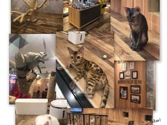 -袖虎·猫馆(体育西路店)