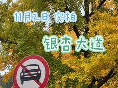 -三里屯东五街银杏大道