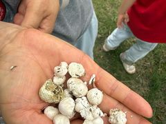 -武汉紫薇都市田园