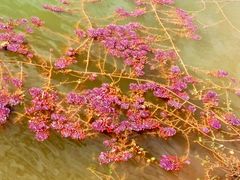 -东莞植物园