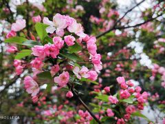 -悦见花开·花园里的火锅·露营·下午茶