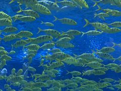 -上海海昌海洋公园