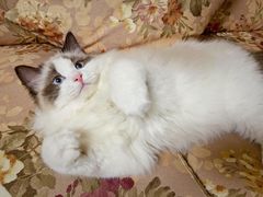 -猫大福·Fortune Cat猫舍(百子湾店)